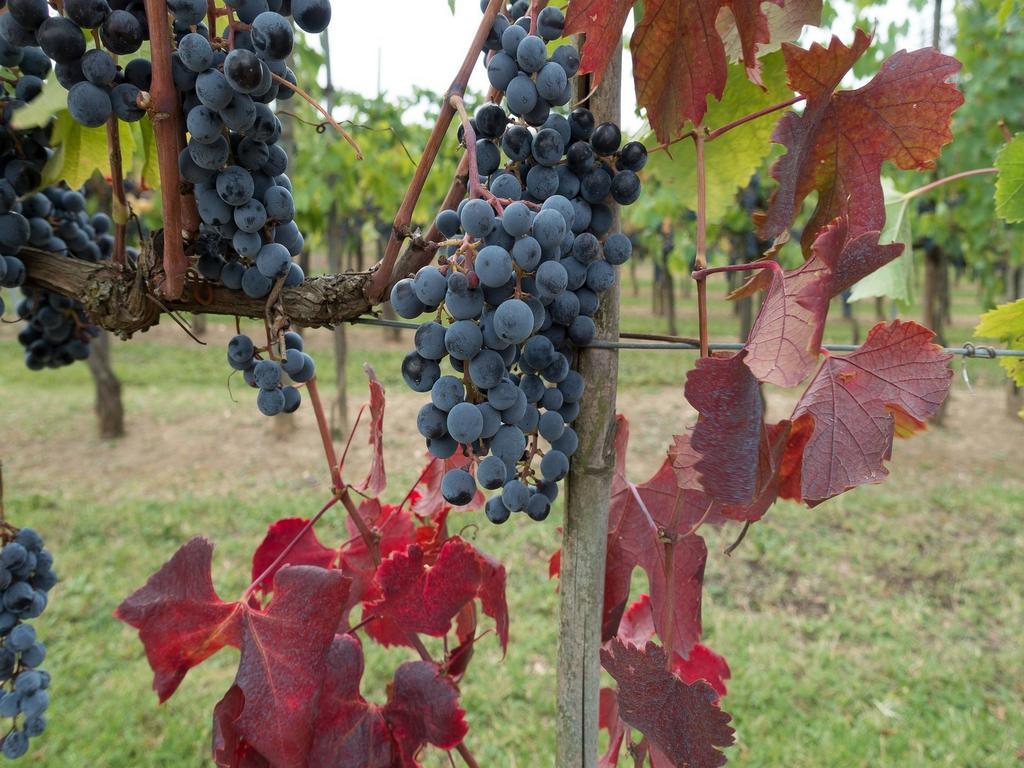 Hotel Le Pozze Di Lecchi Gaiole in Chianti Ngoại thất bức ảnh